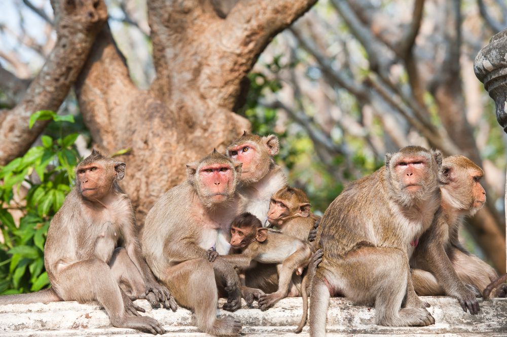 A group of monkeys hang out on a log