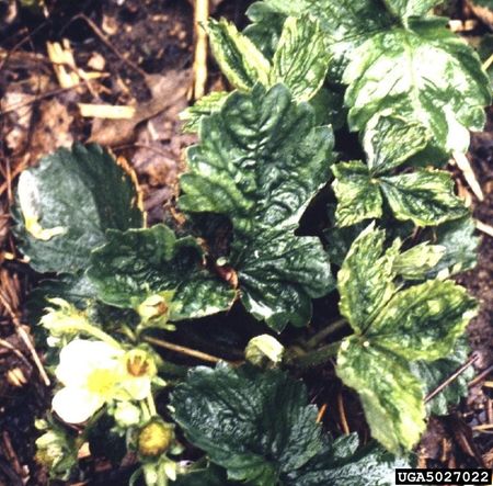 cyclamen mites