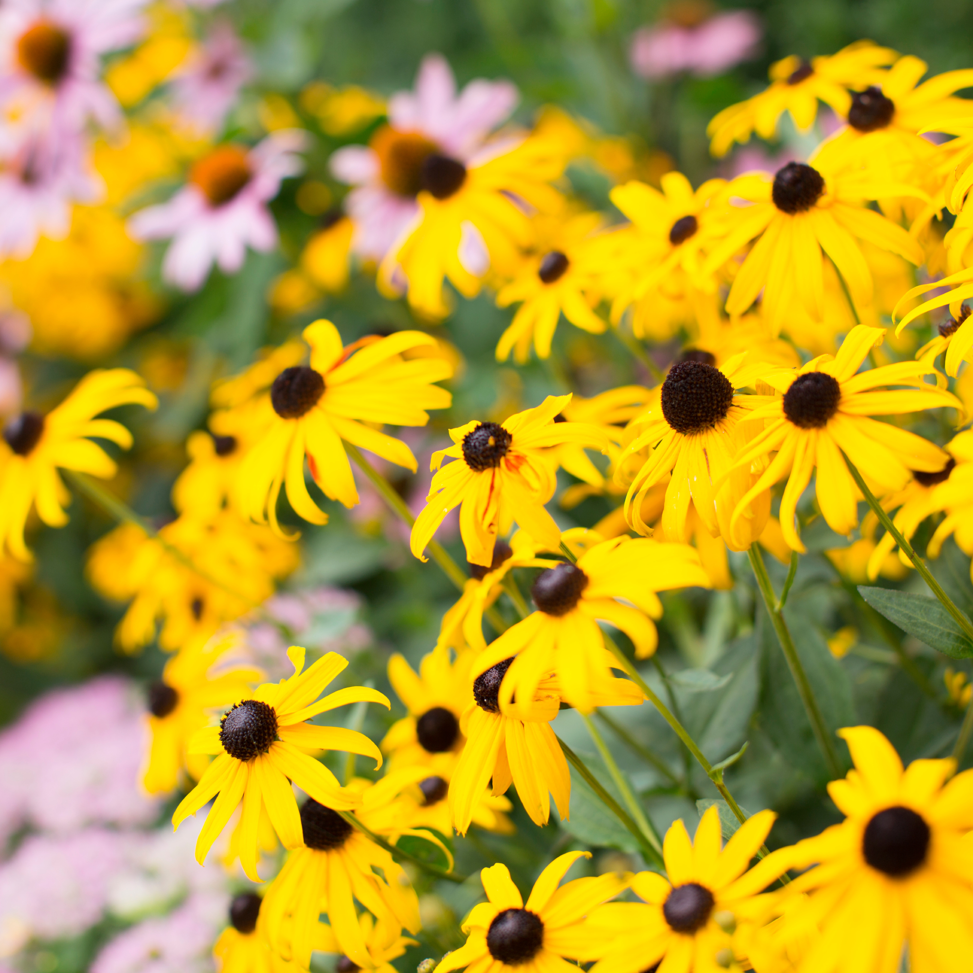 blackeyed susans in garden