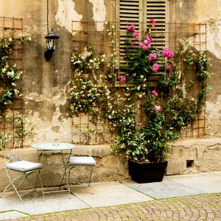 Roses in a pot climbing up a rustic wall on a trellis