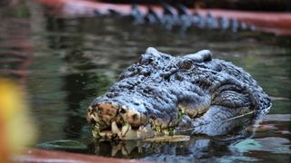 Cassius the 120-year-old crocodile swims with his head above water.