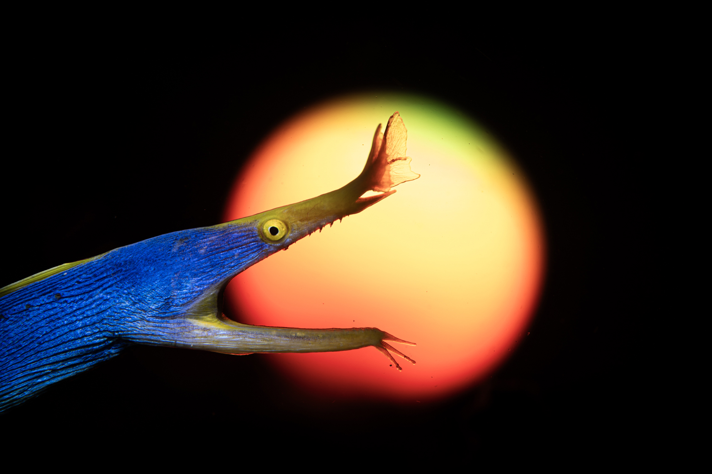 A close-up of a blue moray eel with its mouth open, positioned in front of a large circular gradient resembling a sunset. The background is dark
