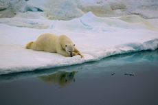 Respiro, 2017 Royal Society Publishing Photography Competition