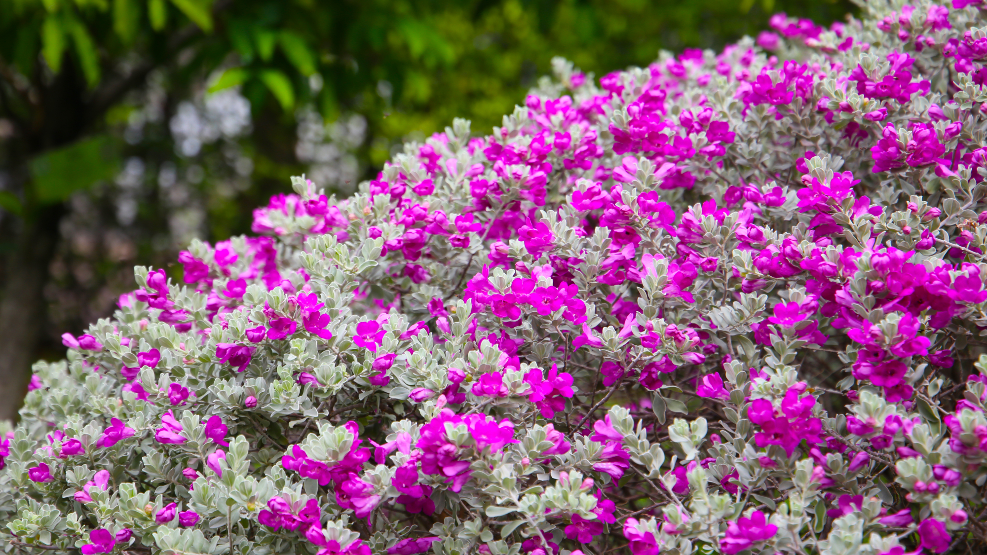 texas sage bush