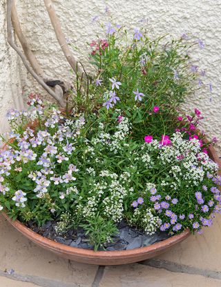 bucket with flower plants