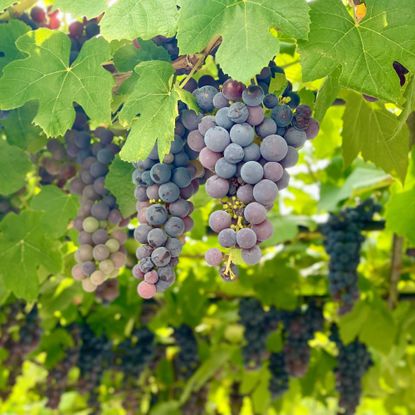 Grapevines growing red grapes in garden