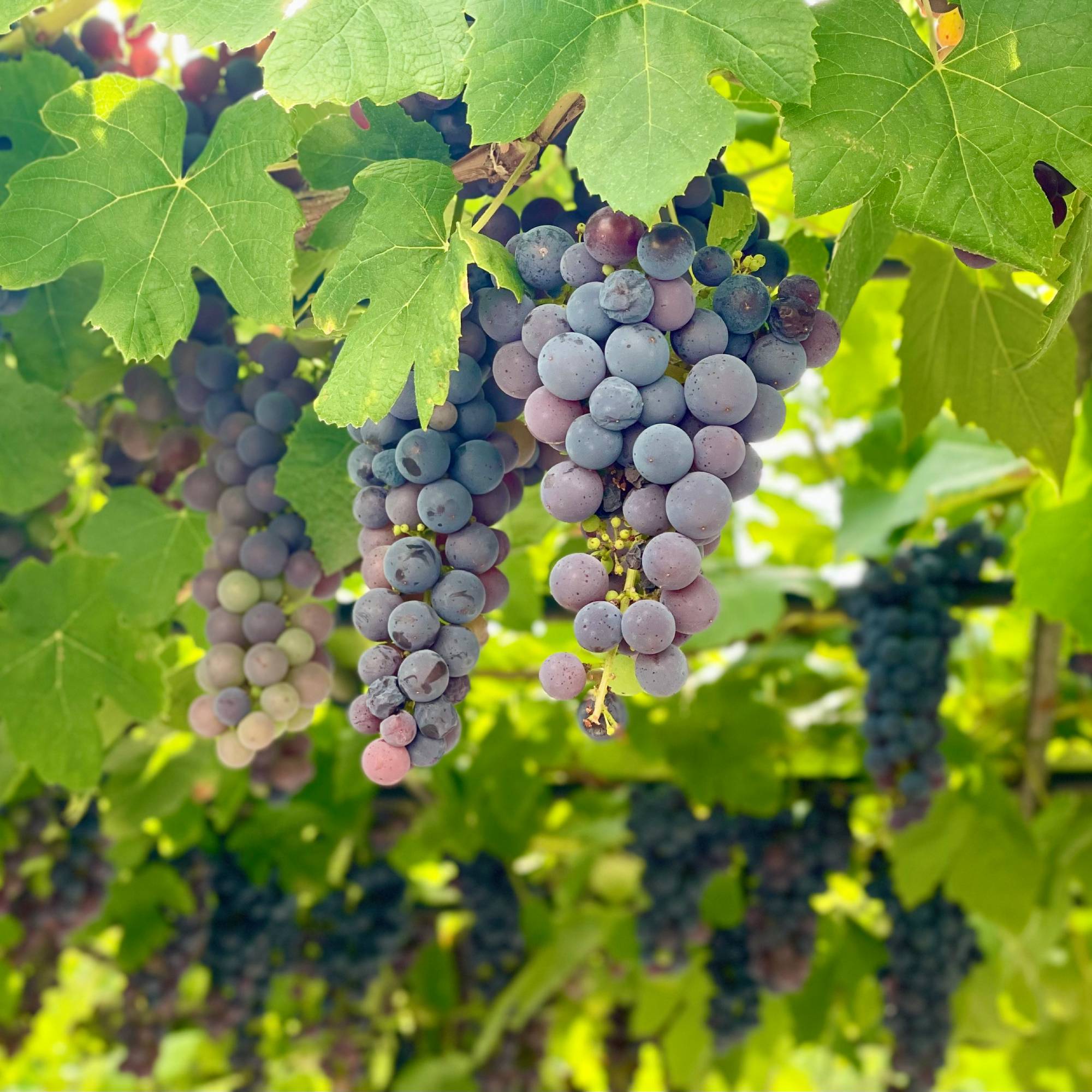 Grapevines growing red grapes in garden