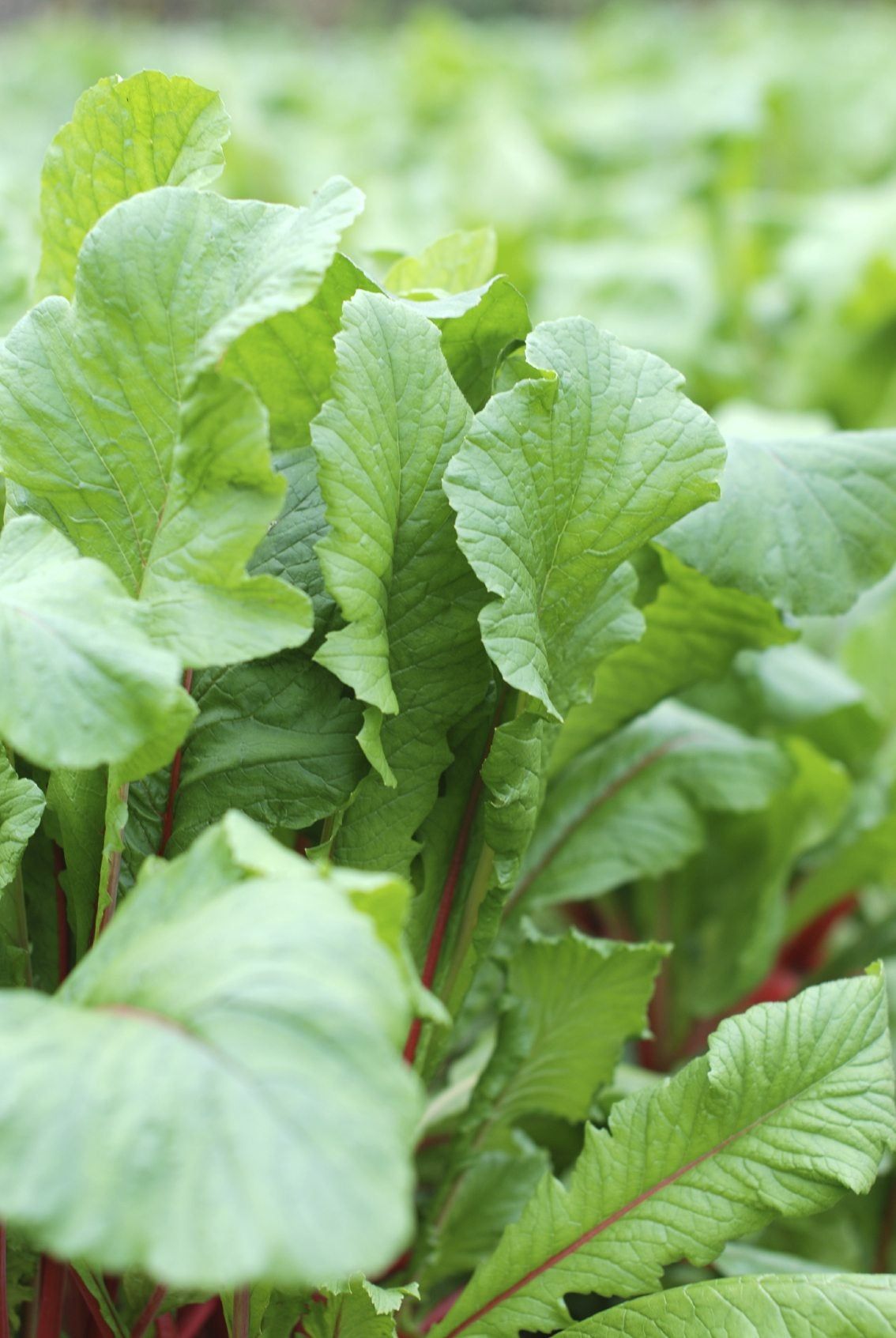 Radish Plant With No Bulbs