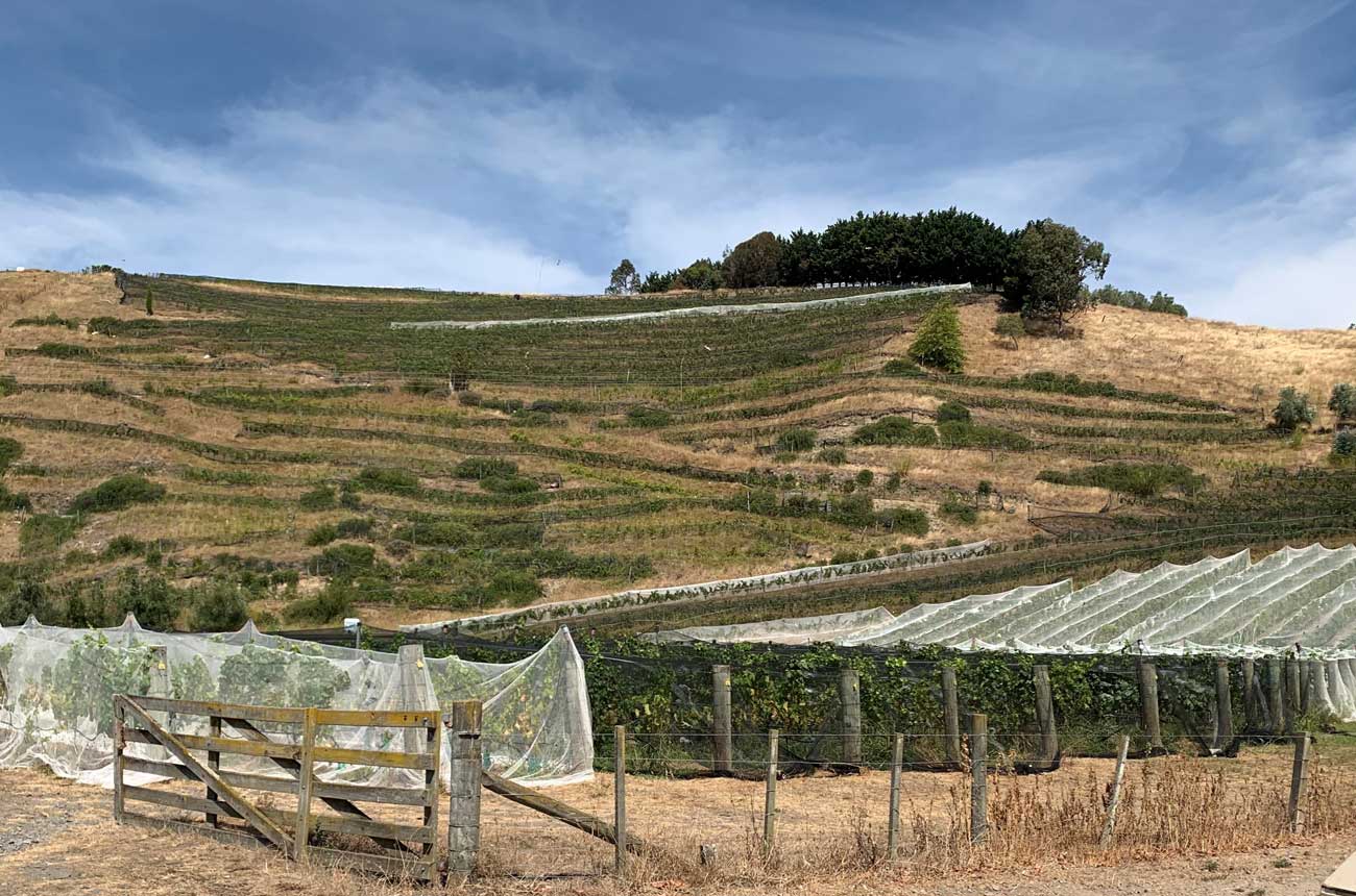 Bird netting over the vines at Bilanca's vineyard