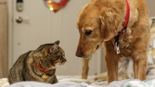 a golden retriever meets a tabby cat