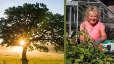 Oak tree next to Janet Willoner