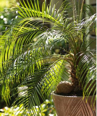 pygmy date palm in pot