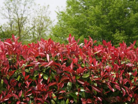 Red Tip Photinia Shrubs