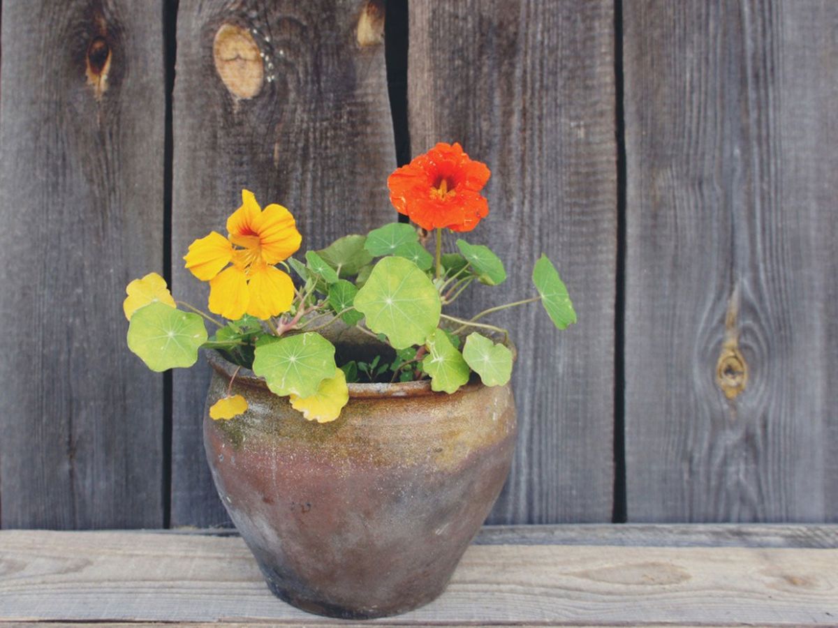 How To Pot Nasturtiums Container Growing Nasturtium Plants