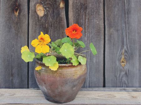 Potted Nasturtium Plant