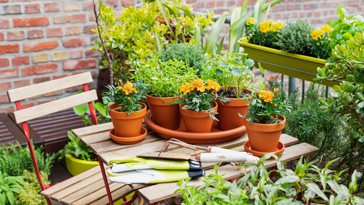 Various herbs in terracotta pots on table on balcony