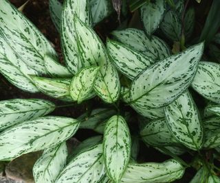 Aglaonema 'Silver Bay'