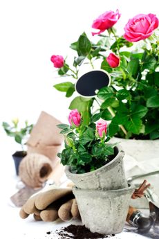 Potted Rose Plants