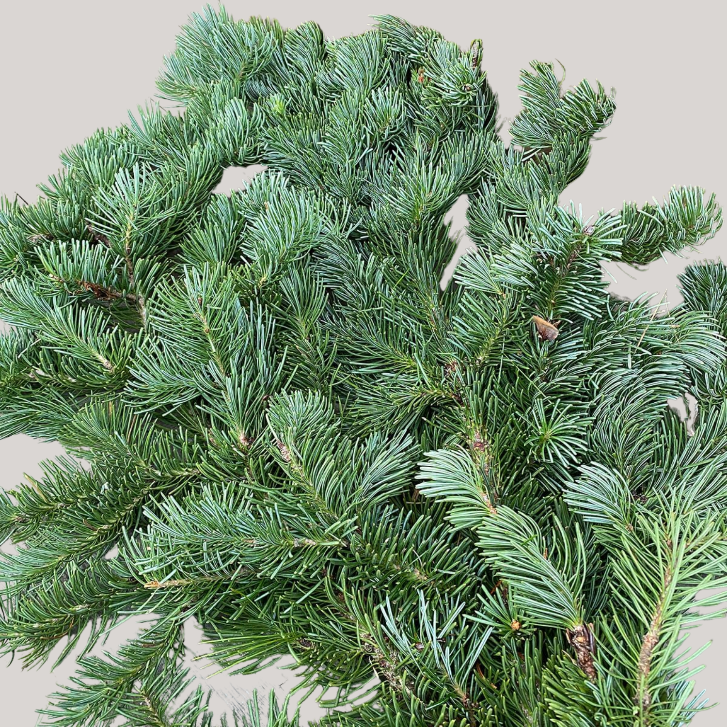 Fresh noble fir cuttings