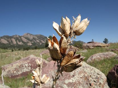 Yucca Seed Pods