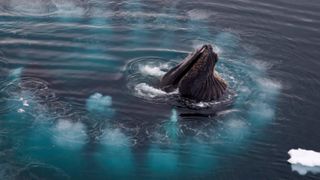 Humpback whale surrounded by a circle of bubbles underwater.