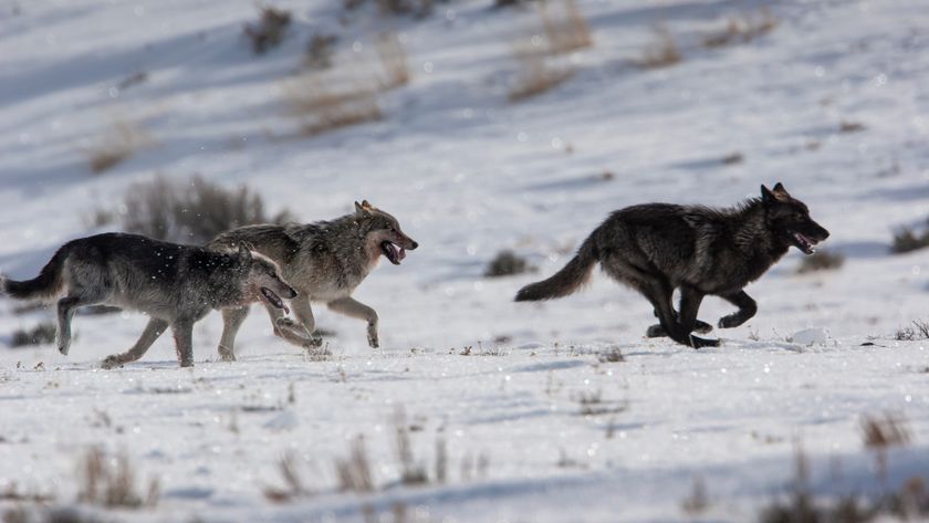 Wild and Free Running Wolves in Yellowstone National Park, USA.