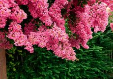 Soon to be native? The pretty branches of Lagerstroemia indica.