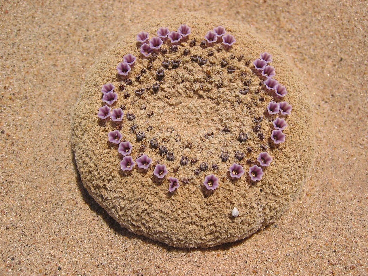 Circular Sandfood Plant