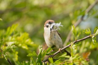 A Tree Sparrow (Passer montanus) with a white feather in it's beak perched in hawthorn