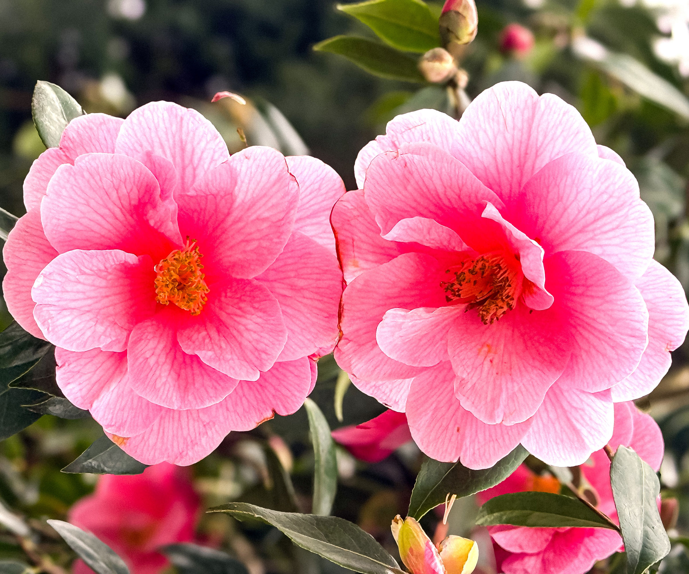 camellia shrub with two deep pink flowers with white edging
