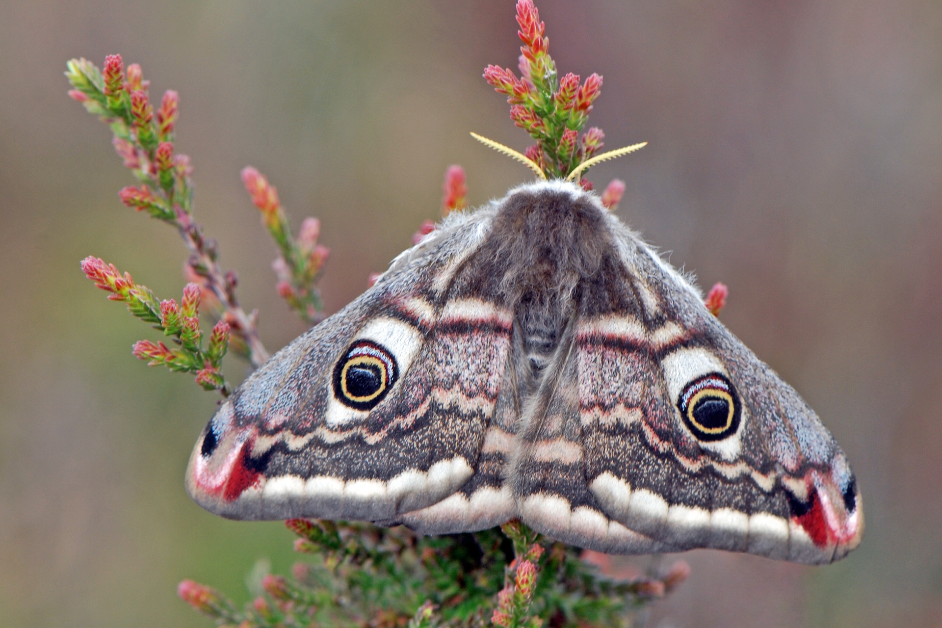 an emperor moth rests on flowers