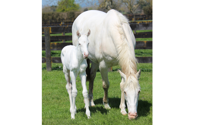 White filly foal High Chaparral x The Opera House