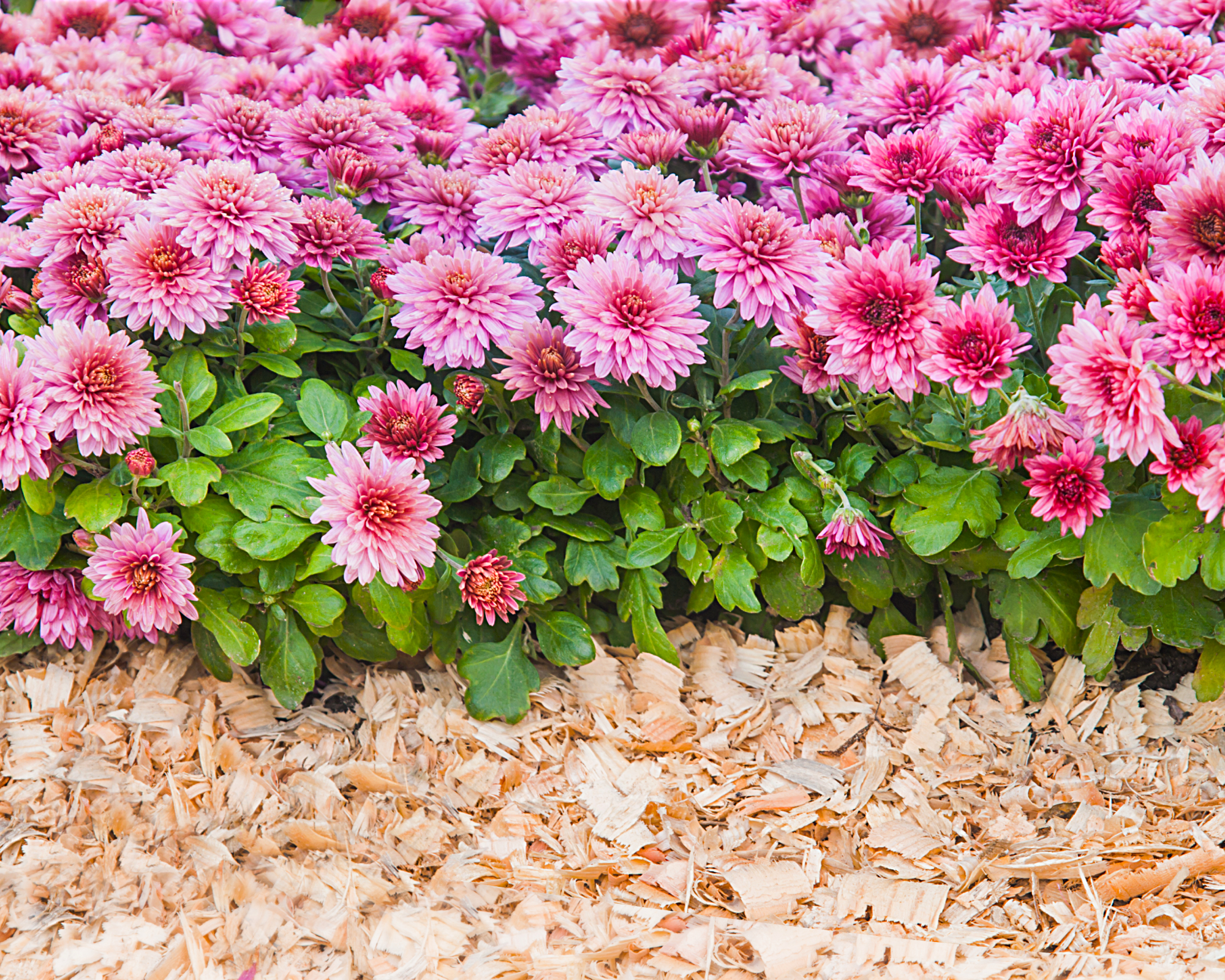 mums with wood mulch