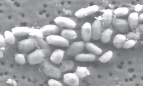 The microorganism found in California is able to reproduce using the toxic chemical arsenic.