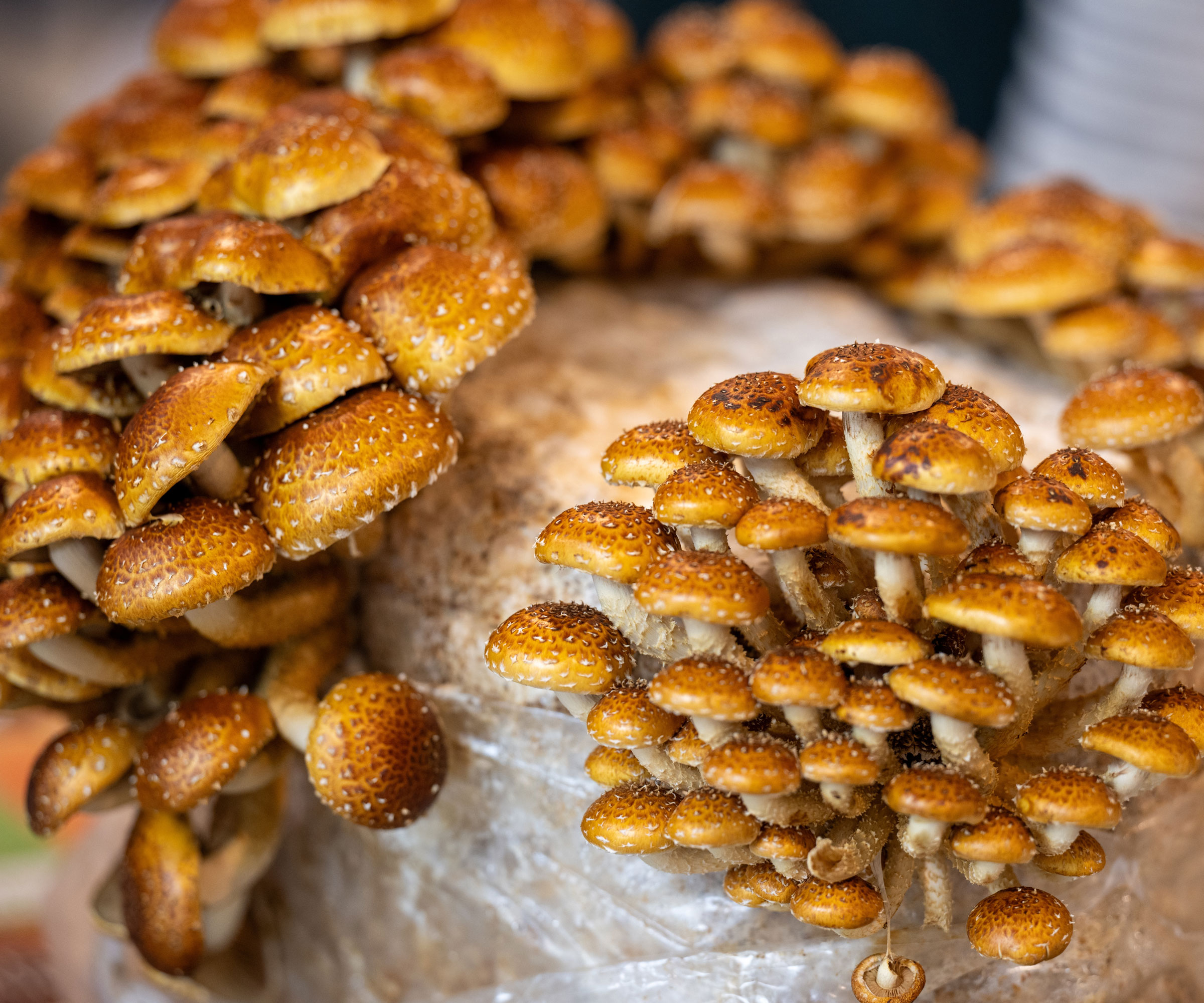 chestnut mushrooms growing indoors