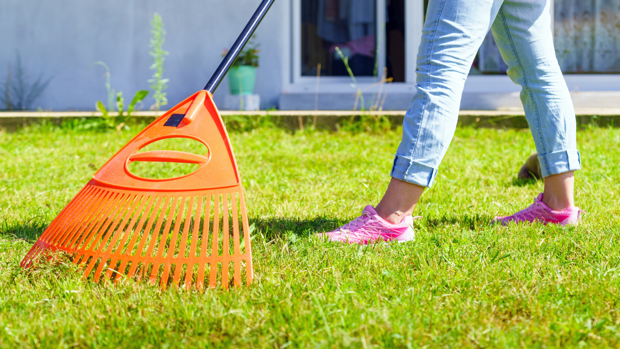 Gardening. Female adult raking green lawn grass with rake tool on her backyard