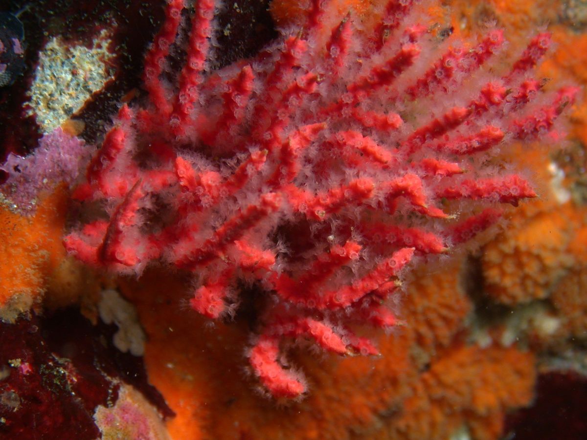 An image of coral species.