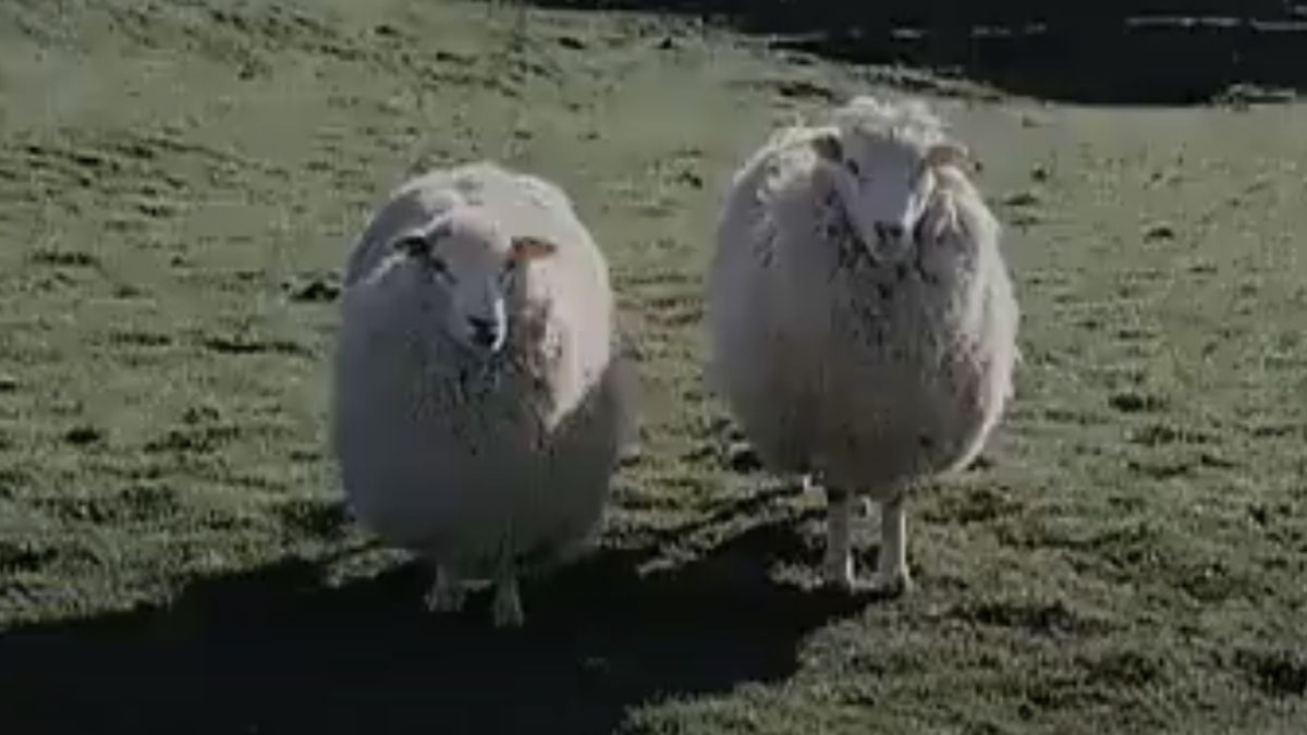 Two seemingly innocent sheep from Black Sheep