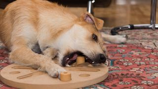 Dog puzzle feeder