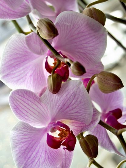 Purple-White Catasetum Orchid Flowers