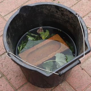 bucket with nettle leaf and water