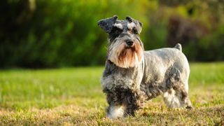 Miniature Schnauzer