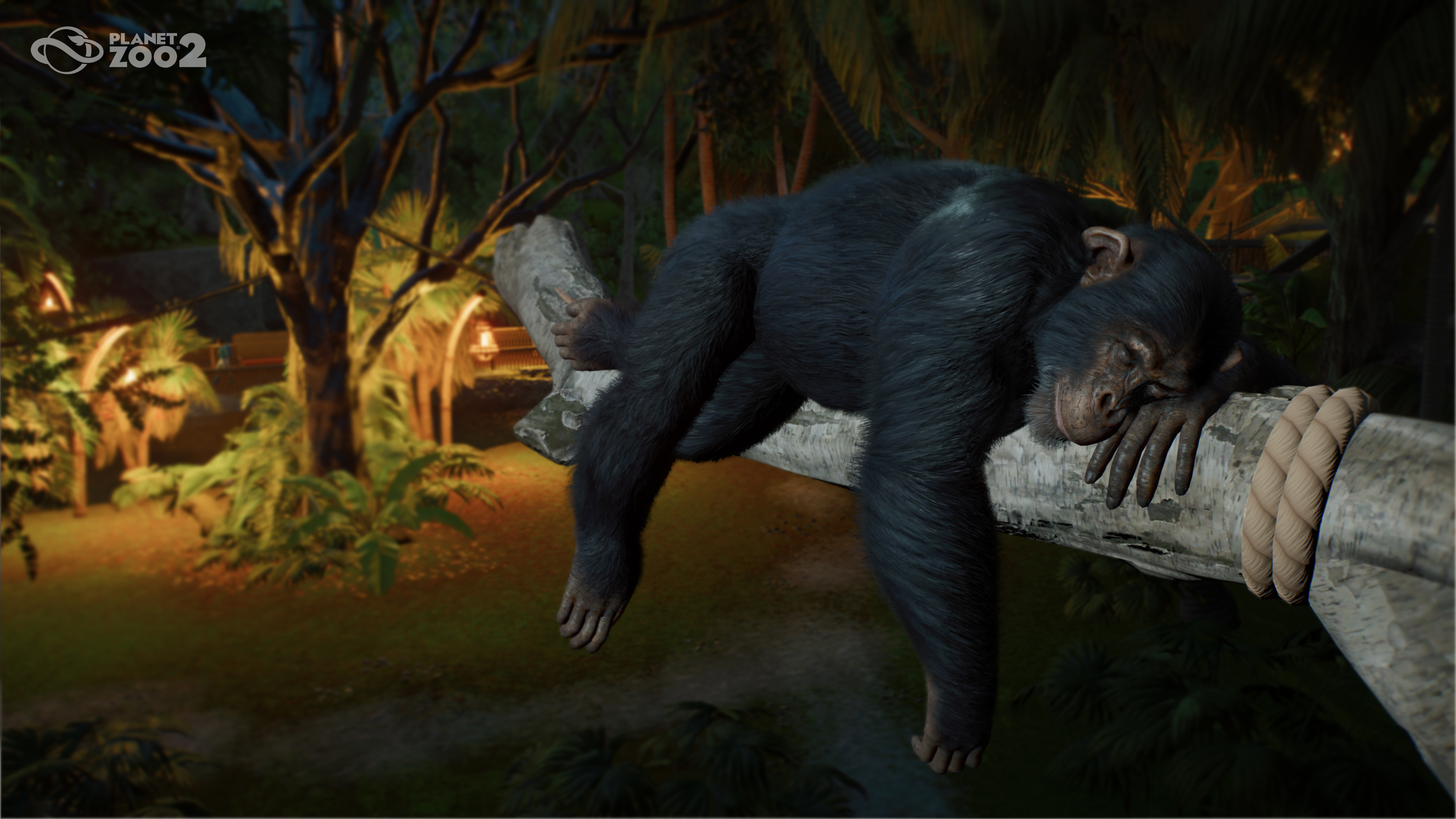 A sleeping Chimpanzee in Planet Zoo 2