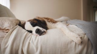 st bernard asleep on a bed