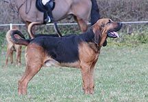 farmersbloodhound2.jpg