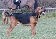 farmersbloodhound2.jpg