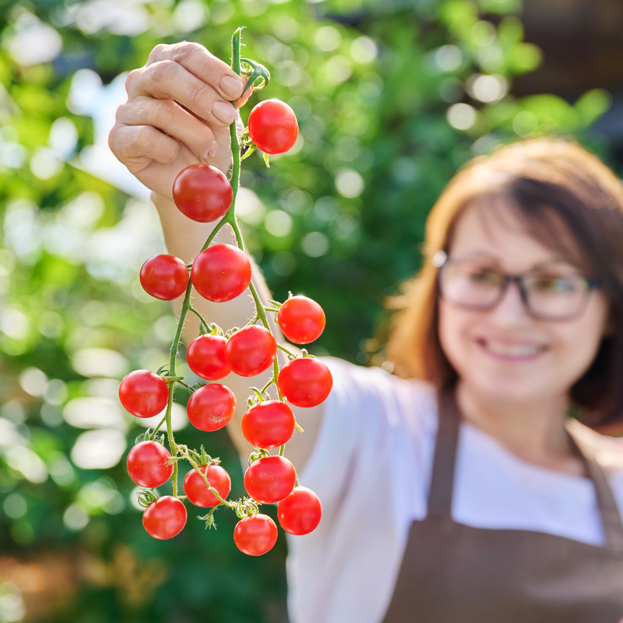 Close-up of branch of red cherry tomatoes in hands of woman. Natural healthy organic food