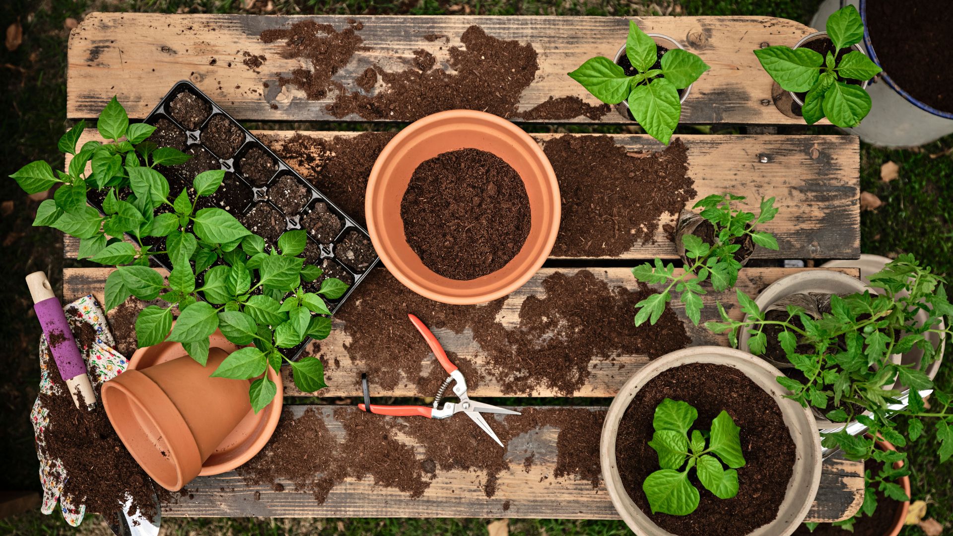 picture of workbench with soil being added to pot for planting