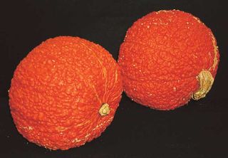These Red Warty Things are specialty pumpkins whose bright amber shells are completely covered in bumps.