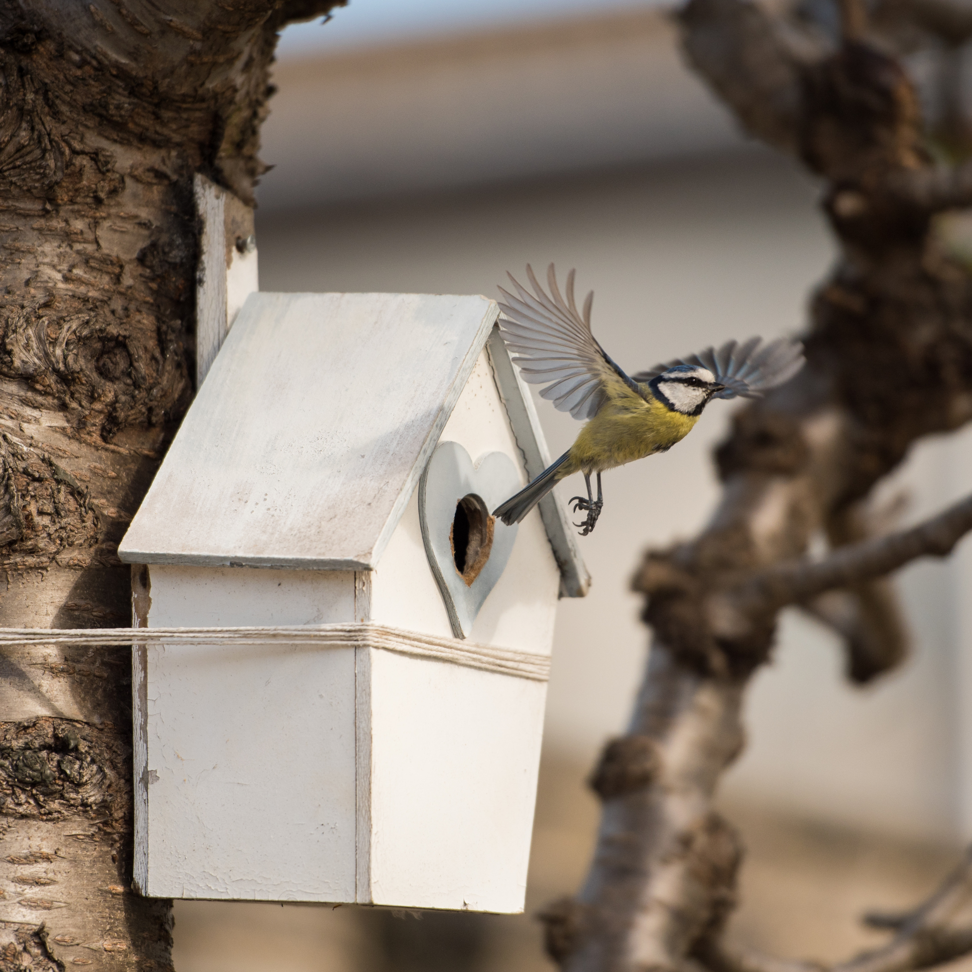 Blue tit flying out of a white bird box.